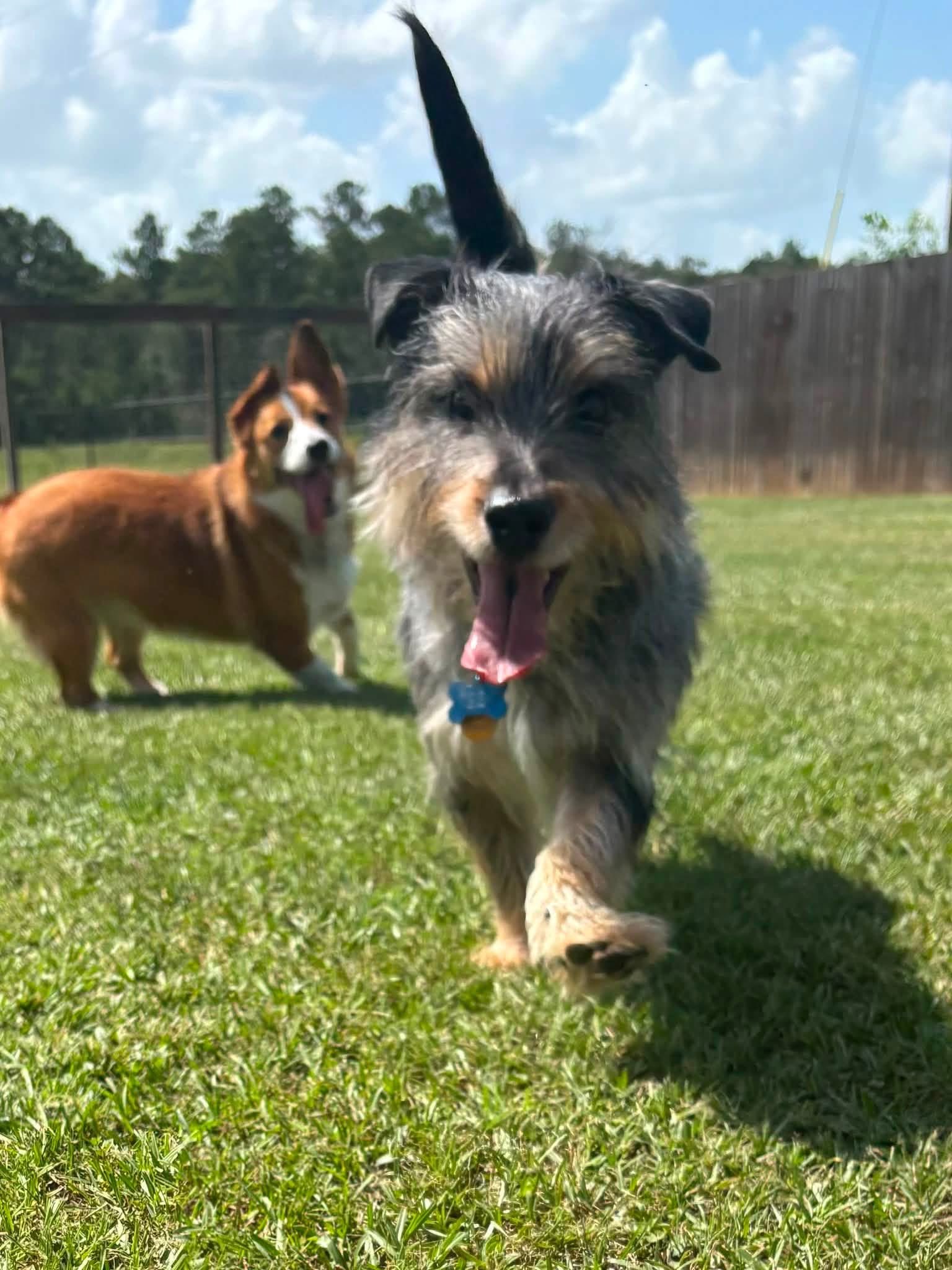 Scruffy terrier mix racing across the play yard with a friend behind
