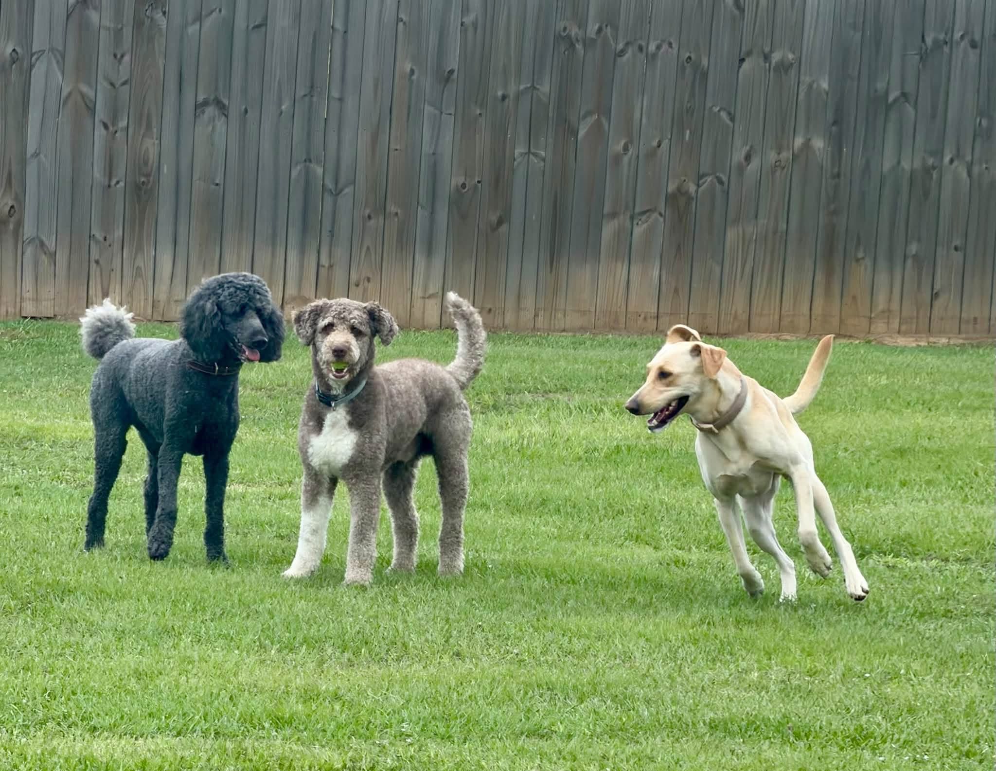 Dogs playing in The Paw Haven yard
