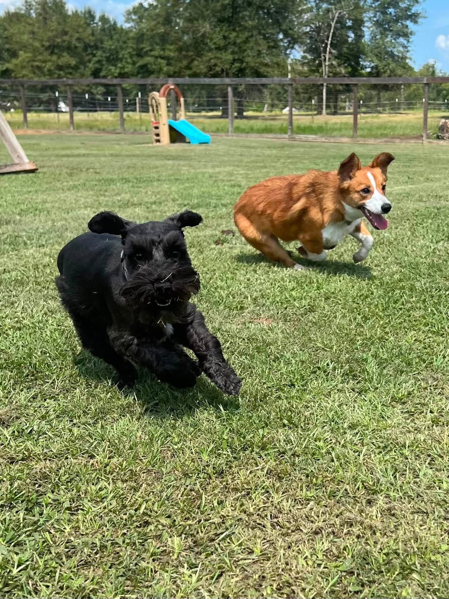 Two dogs running full tilt across the grassy yard