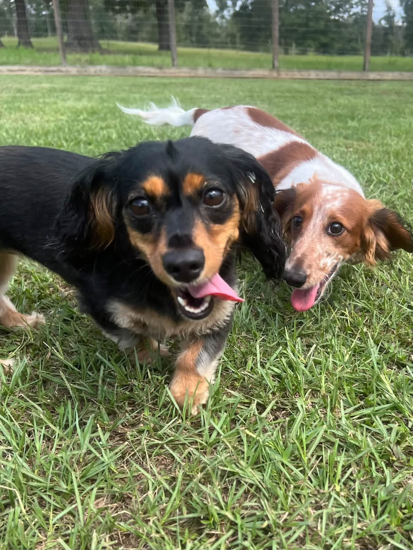 Happy dogs at play around The Paw Haven