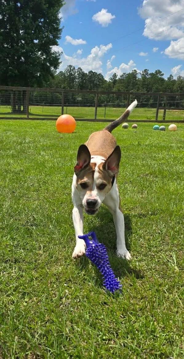 Supervised play time in the daycare yard