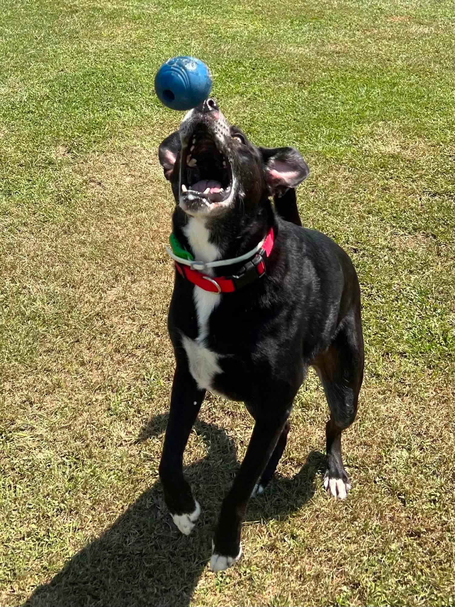 Daycare pups having fun at The Paw Haven