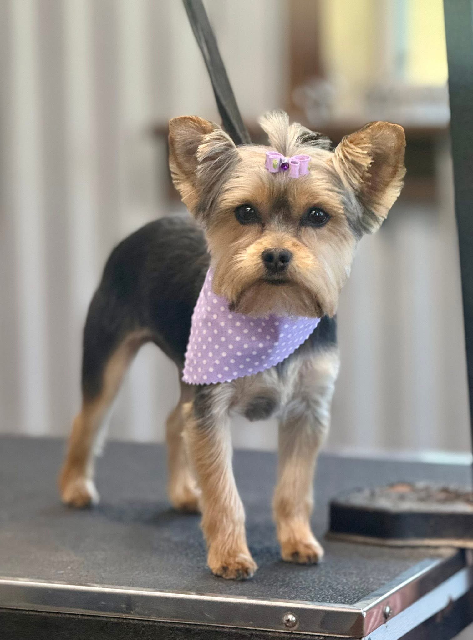 Dog after a full groom at The Paw Haven salon