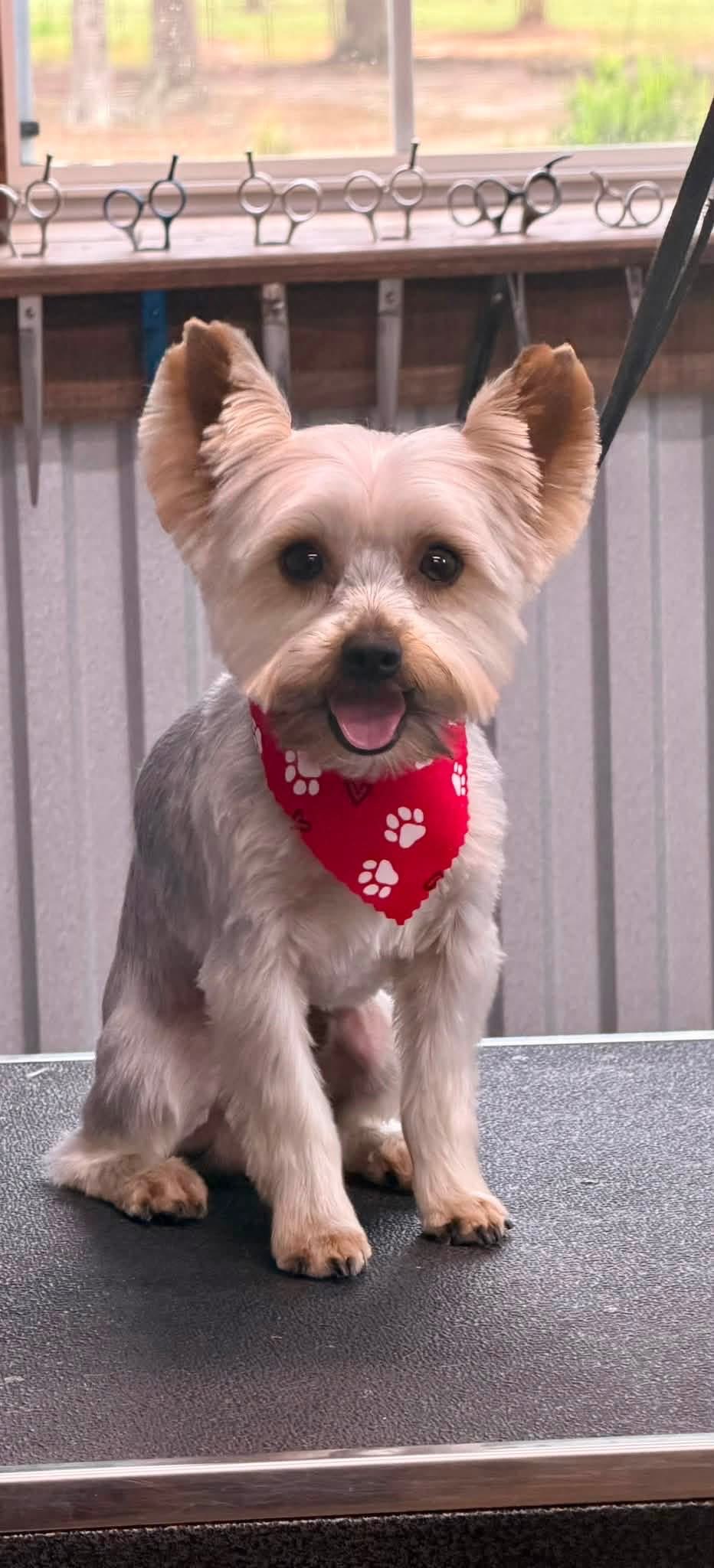 Small terrier mix in a red paw-print bandana after grooming