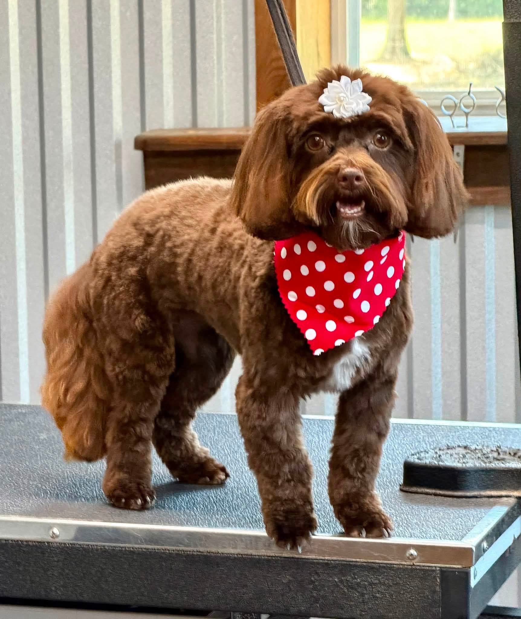 Fresh cut and bandana after a Paw Haven groom