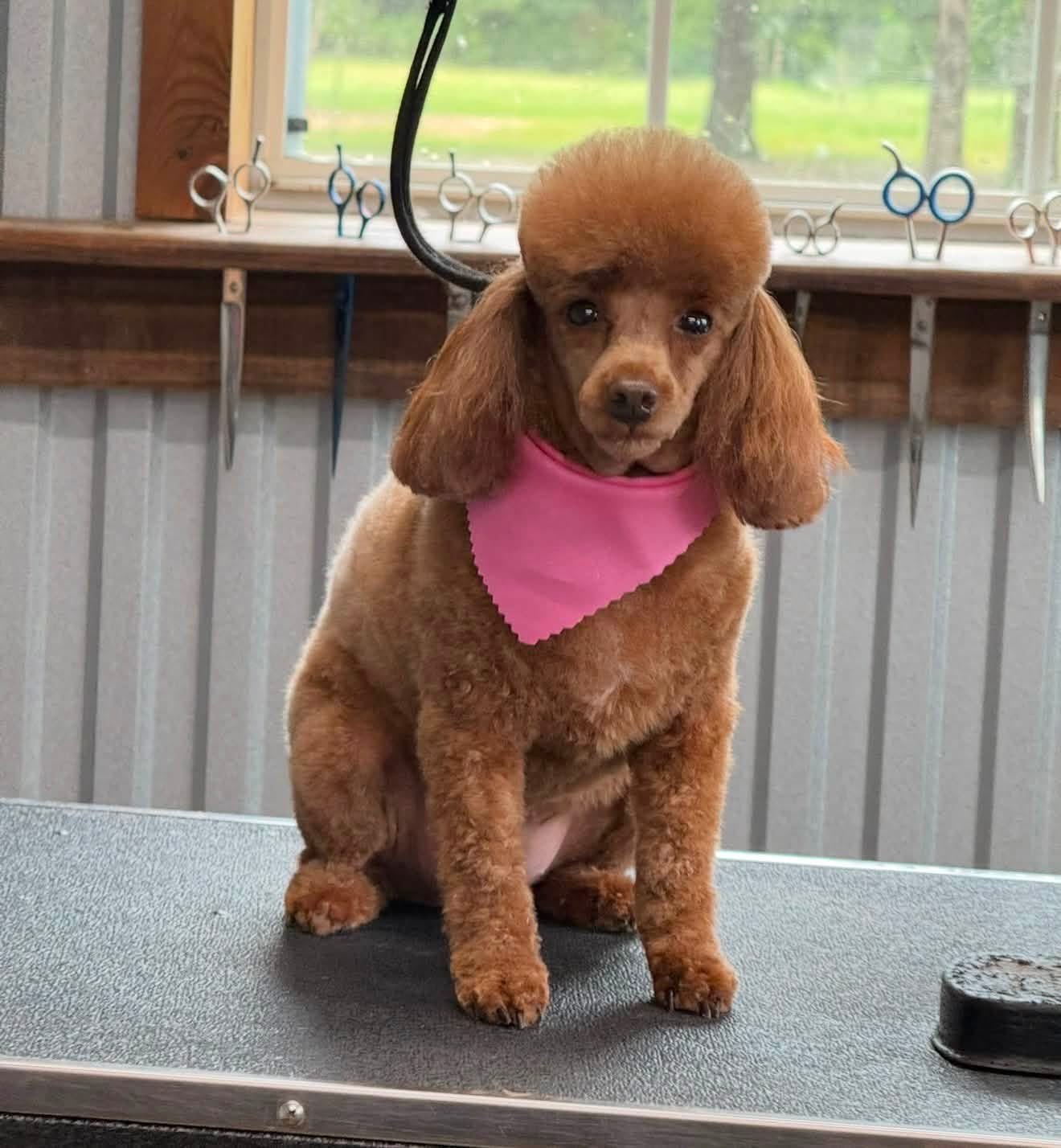 Recent salon guest looking sharp after a groom
