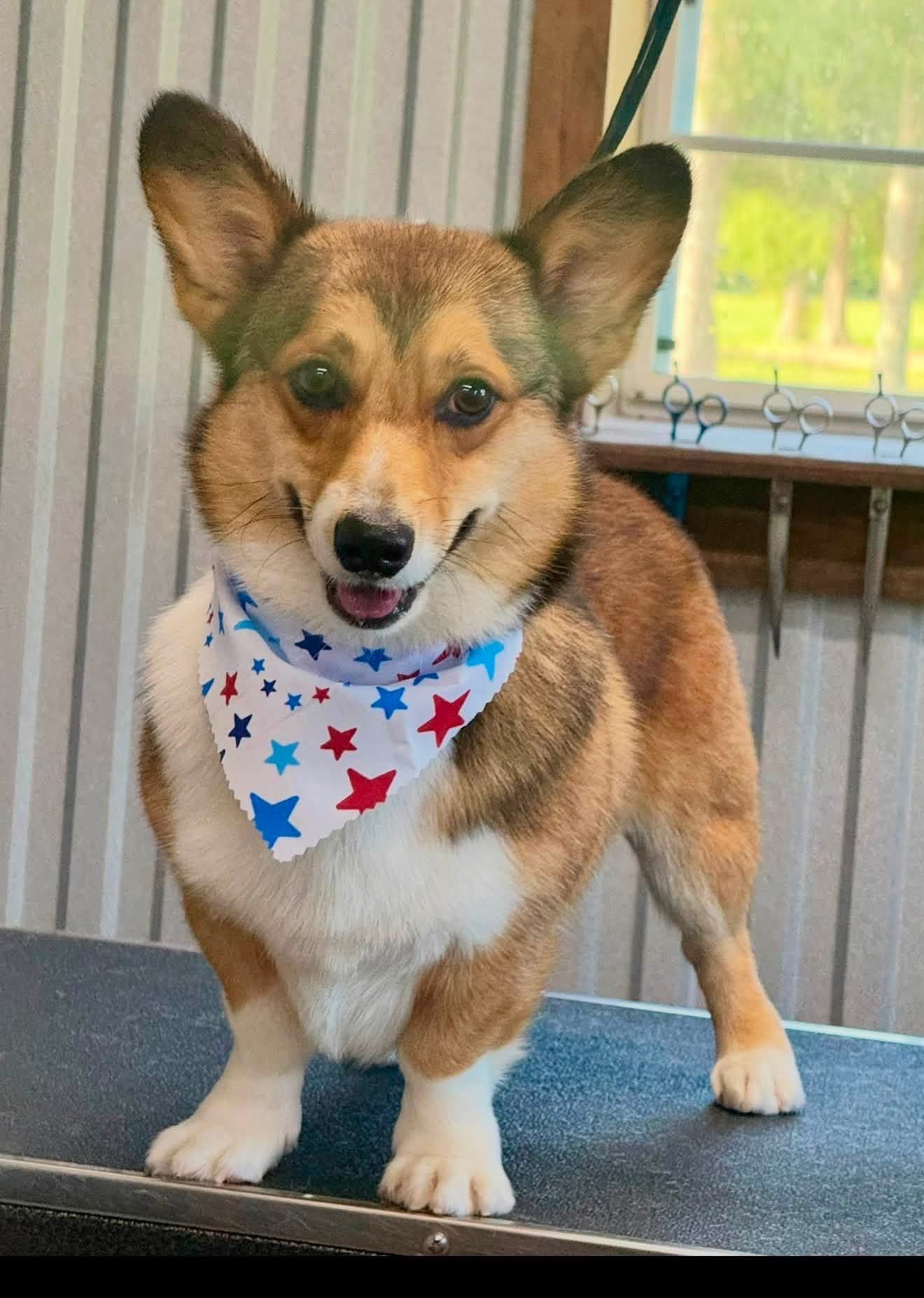 Dog with a neat trim on the grooming table