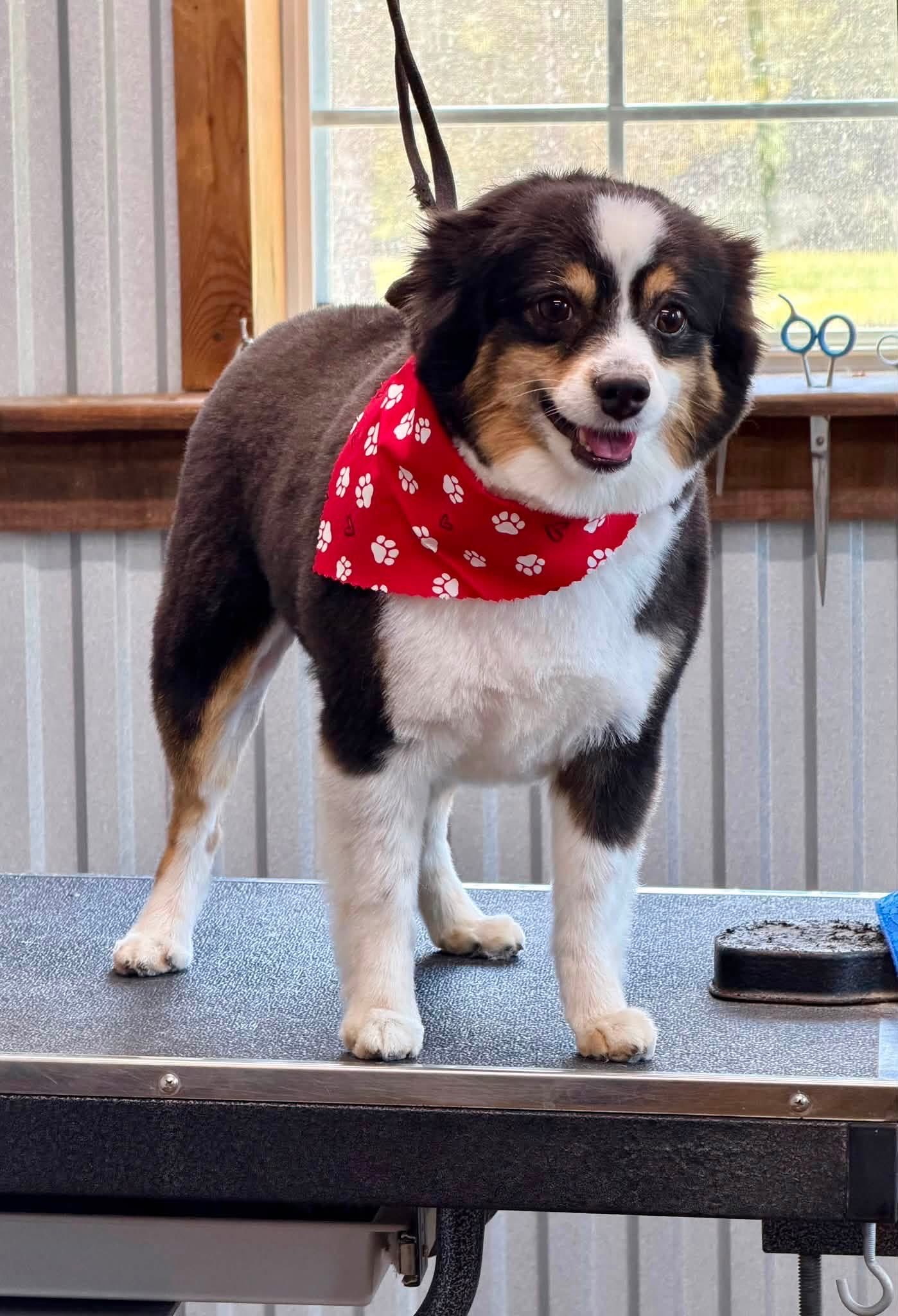 Happy dog after a spa day at The Paw Haven