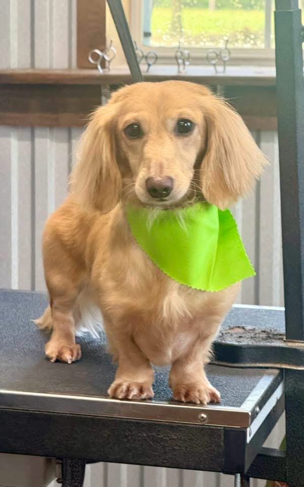 After photo from a recent Paw Haven groom