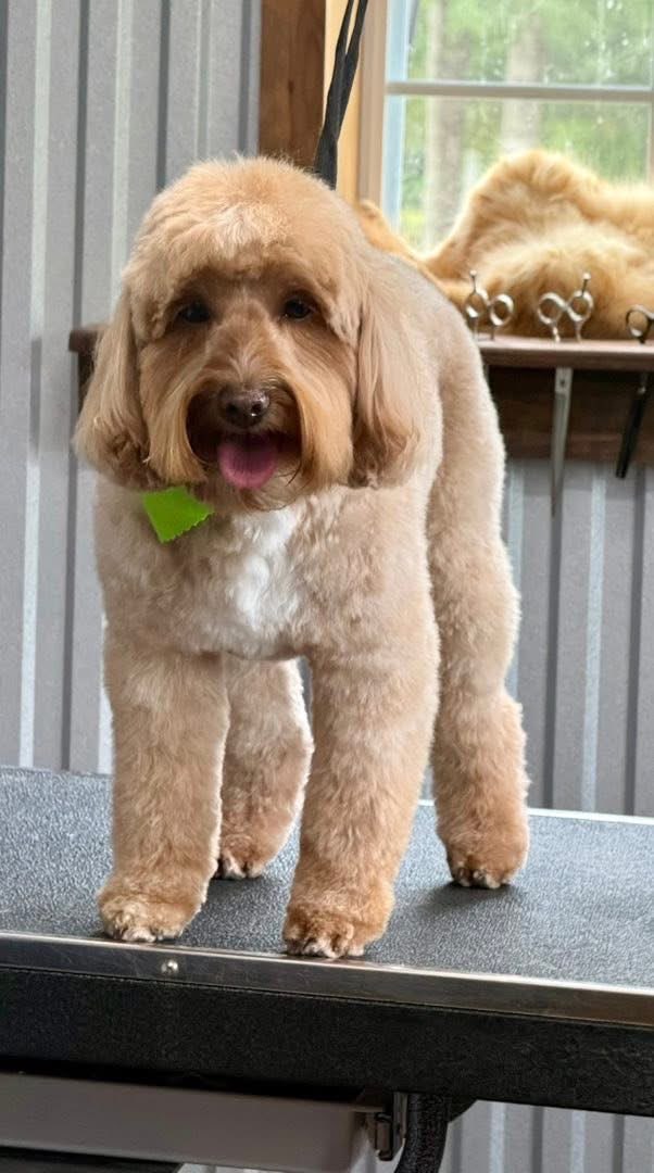 Salon-fresh dog ready to head home