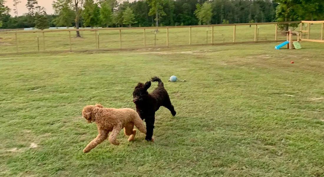 Two doodles chasing each other across the play yard at sunset